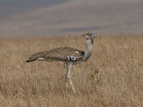 <h3><a href="/trips/tanzania/biota/animalia/chordata/aves/019 otidiformes/001 otididae/ardeotis kori/ardeotis kori-nl.html">Ardeotis&nbsp;kori</a> / Kori&nbsp;bustard / Koritrap</h3>OM-1 Mark II met OLYMPUS M.150-400mm F4.5, 1/2500 sec  bij F5.0, ISO 200, afstand 37.3&nbsp;m